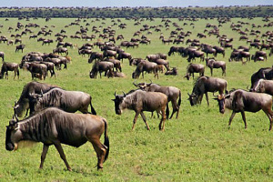 Serengeti Calving Season National Park tour package:africantraveltour.com